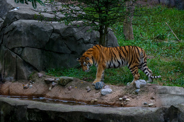 Fototapeta na wymiar Tiger in Sunny Grass