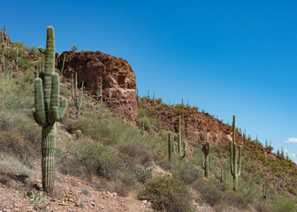 Cactus Hillside