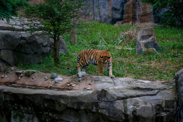 Tiger in Sunny Grass