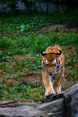Tiger in Sunny Grass