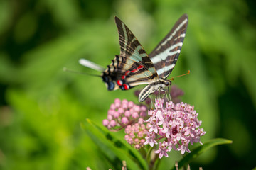 Swallowtail Butterfly