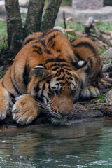 Tiger Sitting Next to Pool