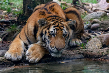 Tiger Sitting Next to Pool