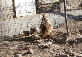 Fototapeta premium chicken with cub in the cage