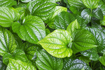 Green betel in the garden.