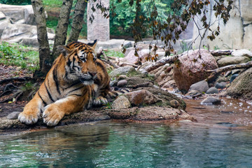 Tiger Sitting Next to Pool
