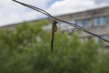 A dragonfly perched on a wire, near a tree and biuldings.