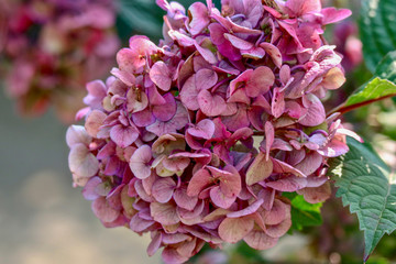 Beautiful closeup of Pink Hydrangea in full bloom