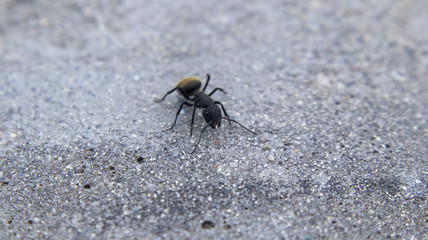 A solitary scout ant, walking on concrete