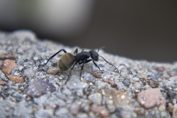 A solitary scout ant, walking on concrete