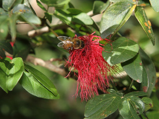 Bee in Bottlebrush