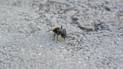 A solitary scout ant, walking on concrete
