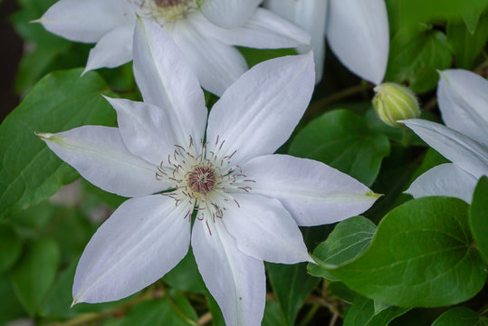 Closeup of a White Clematis in bloom on a vine
