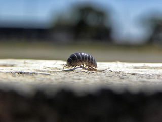 A woodlouse walking on concrete at sunny day