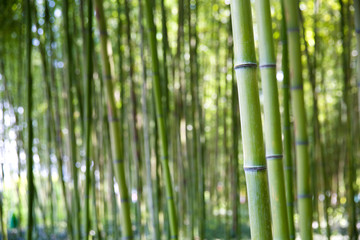 Bamboo forests in Jinju, Korea.