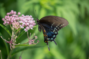 swallowtail butterfly on a milkweed plant in the summer