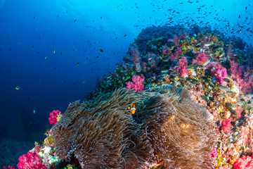 A beautiful, colorful tropical coral reef