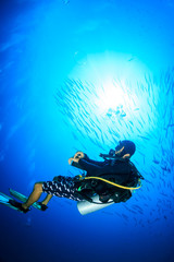 Fototapeta na wymiar SCUBA diver below a school of Barracuda in a tropical ocean
