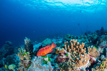 Fototapeta na wymiar A colorful Coral Grouper swimming along a tropical reef