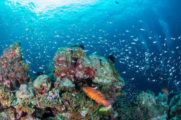 Naklejka na ściany i meble A colorful Coral Grouper swimming along a tropical reef