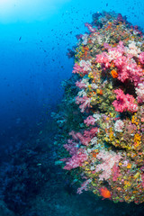 Swarms of colorful tropical fish swimming around a healthy, vibrant tropical coral reef