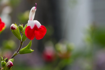 beautiful hot lip ,macro