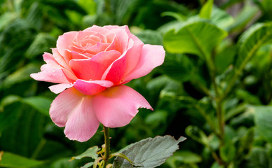 Obraz premium beautiful pink rose in the garden