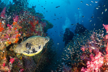 Pufferfish on a colorful tropical coral reef