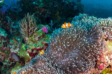Naklejka na ściany i meble A family of cute False Clownfish in their home on a tropical coral reef