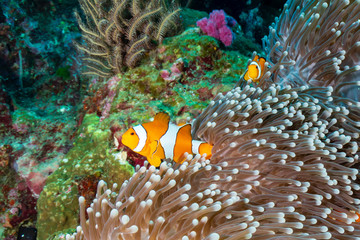 A family of cute False Clownfish in their home on a tropical coral reef