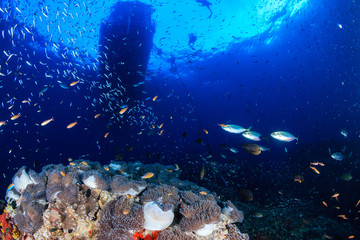 Fototapeta na wymiar Skunk Clownfish and tropical fish underneath a dive boat in a tropical ocean