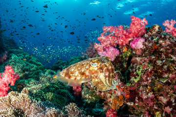 Pharaoh Cuttlefish laying eggs on a colorful tropical coral reef