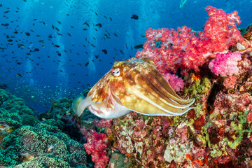 Fototapeta na wymiar Pharaoh Cuttlefish laying eggs on a colorful tropical coral reef