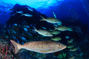 Long nose Emperor changing texture and color as they hunt in a pack on a tropical coral reef