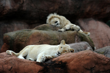 Lions