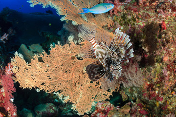 Colorful Lionfish hunting on a tropical coral reef