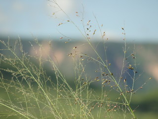 Relva no Sert&atilde;o