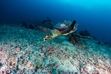 A Hawksbill Sea Turtle on a dark tropical coral reef