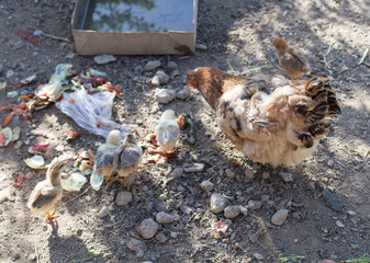 chicken with cub in the cage