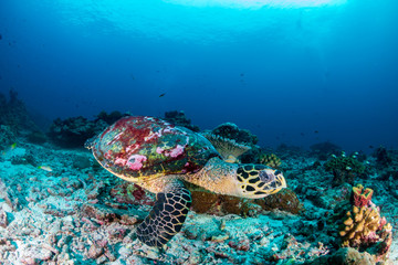 Fototapeta na wymiar A Hawksbill Sea Turtle on a dark tropical coral reef