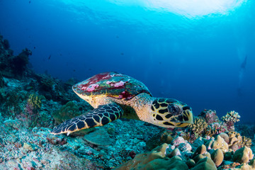 A Hawksbill Sea Turtle on a dark tropical coral reef