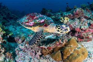 A Hawksbill Sea Turtle on a dark tropical coral reef