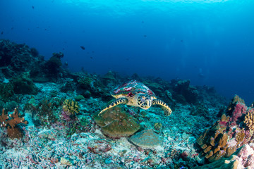 Naklejka na ściany i meble A Hawksbill Sea Turtle on a dark tropical coral reef