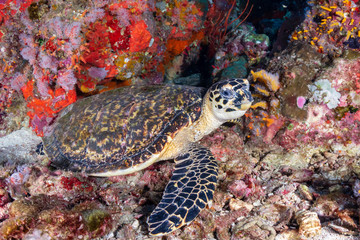 A Hawksbill Sea Turtle on a dark tropical coral reef