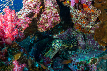 A Hawksbill Sea Turtle on a dark tropical coral reef