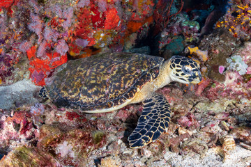 Naklejka na ściany i meble A Hawksbill Sea Turtle on a dark tropical coral reef