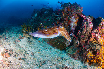 Fototapeta na wymiar A beautiful Pharaoh Cuttlefish on a tropical coral reef
