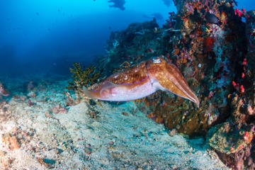 Naklejka na ściany i meble A beautiful Pharaoh Cuttlefish on a tropical coral reef