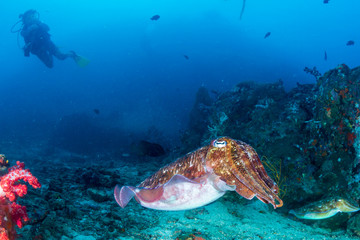 Naklejka na ściany i meble A beautiful Pharaoh Cuttlefish on a tropical coral reef