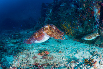 A beautiful Pharaoh Cuttlefish on a tropical coral reef